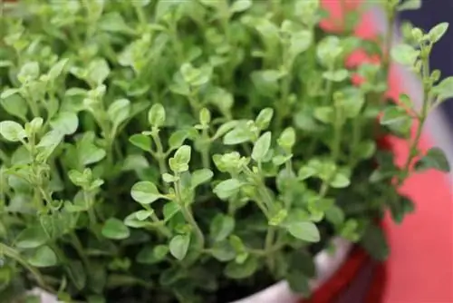 Oregano against lice on currants