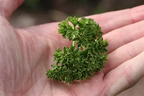 Parsley Petroselinum crispum