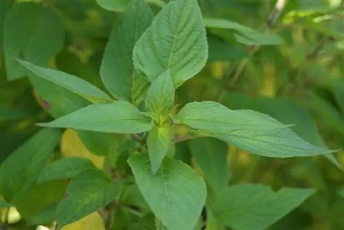 Ananas adaçayı