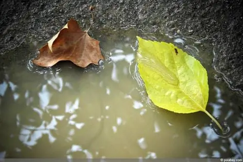 Infiltració d'aigua de pluja: dreneu correctament l'aigua de pluja al jardí