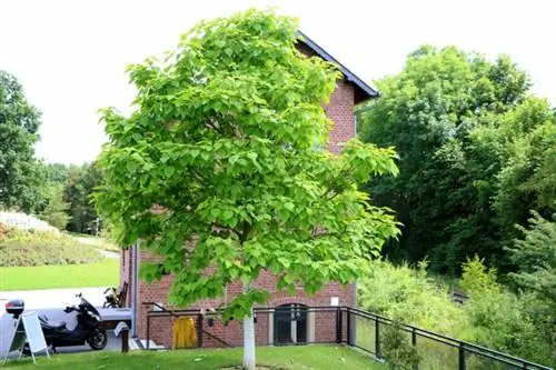 L'arbre gêne et doit être abattu