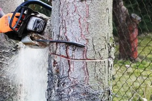 Felling trees with a chainsaw