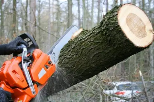 Abattre des arbres avec une tronçonneuse/scie électrique