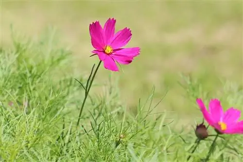 የጌጣጌጥ ቅርጫት, ኮስሞስ - Cosmos bipinnatus