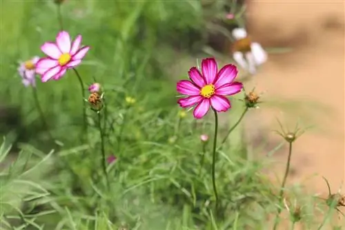 የጌጣጌጥ ቅርጫት, ኮስሞስ - Cosmos bipinnatus