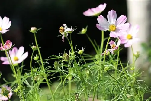 Kikapu cha mapambo, cosmos - Cosmos bipinnatus