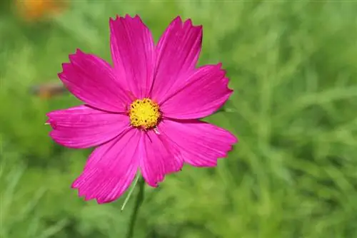 Kikapu cha mapambo, cosmos - Cosmos bipinnatus