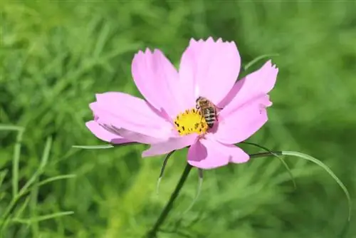 Dekorative kurve, cosmos, Cosmos bipinnatus: pleje fra A til Z