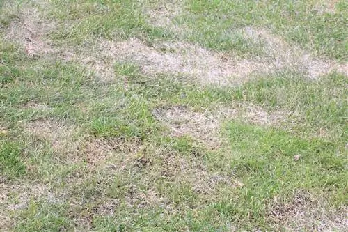 Level the lawn: this is how you smooth uneven surfaces