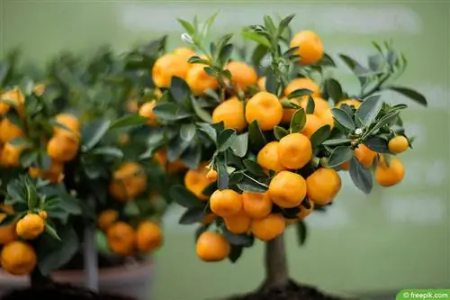 Prendersi cura adeguatamente dell'albero di mandarino - 13 consigli per l'albero di mandarino