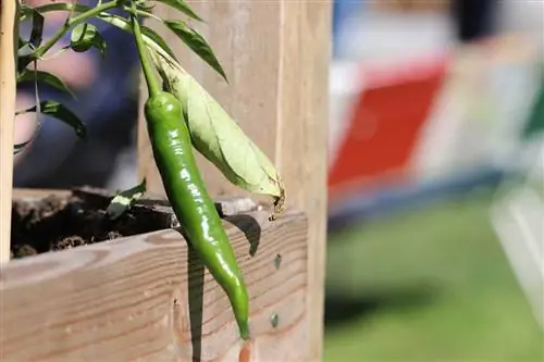 Chili - Capsicum