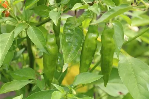 Pimentão – Capsicum