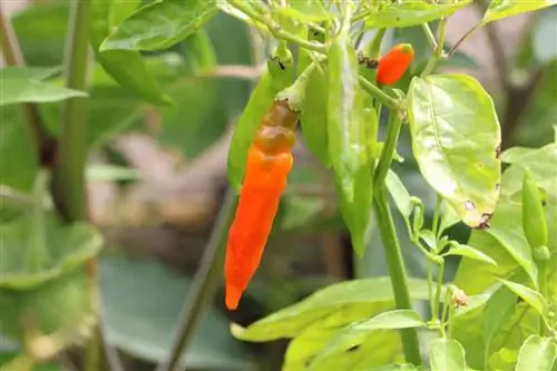 Pilipili - Capsicum