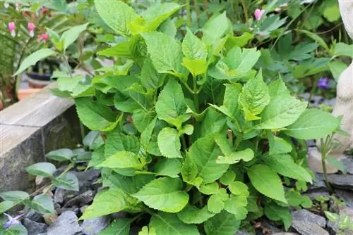 Emplacement de l'hortensia