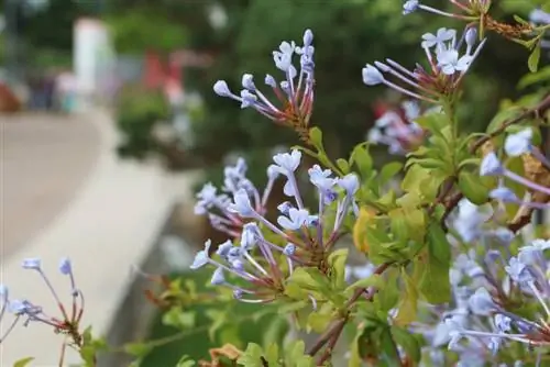 Qo'rg'oshin o'ti - Plumbago auriculata