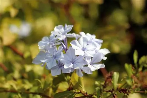 Leadwort - Plumbago auriculata