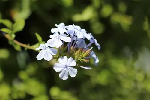 Lumut plumbum - Plumbago auriculata