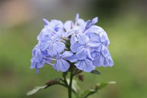 Plumbago, plumbago: А-дан Я-ға дейін күтім