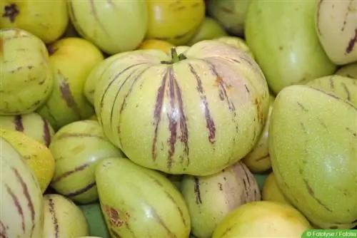 Melones bumbieris - Pepino - Solanum muricatum