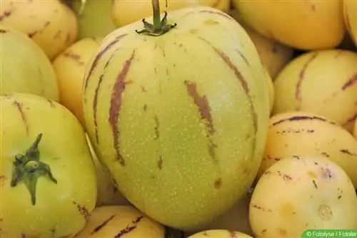 Pêra melão - Pepino - Solanum muricatum