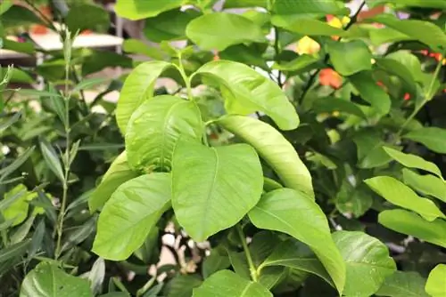 Portokalli - Citrus sinensis