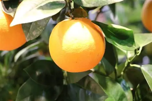 Portocala - Citrus sinensis