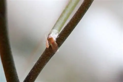 Mealybugs এবং Mealybugs