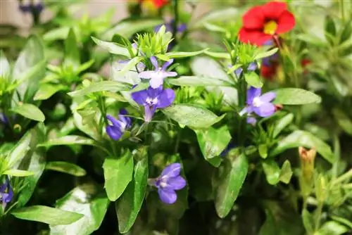 Lobelia erinus - erkekler için dayanıklı