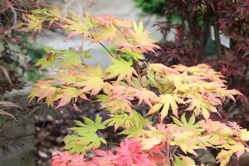 מייפל יפני יפני - Acer palmatum