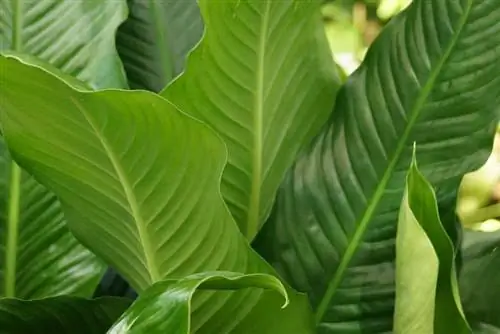 Hojas marrones de una sola hoja.