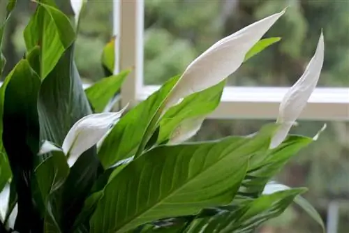 Enstaka blad blir bruna blad: vad ska man göra? - 8 tips för spathiphyllum