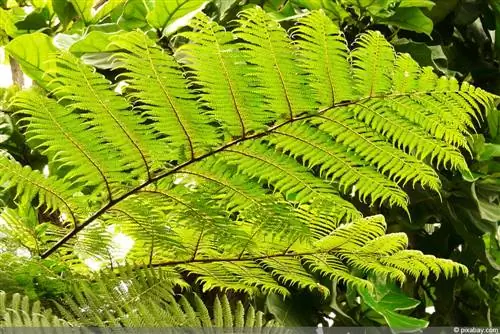 Feriga arborescentă - Cyatheales