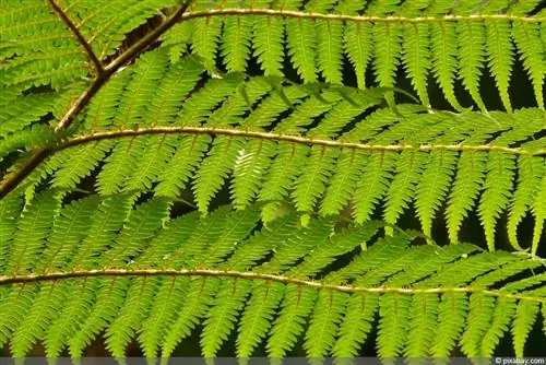 Samambaia arbórea - Cyatheales