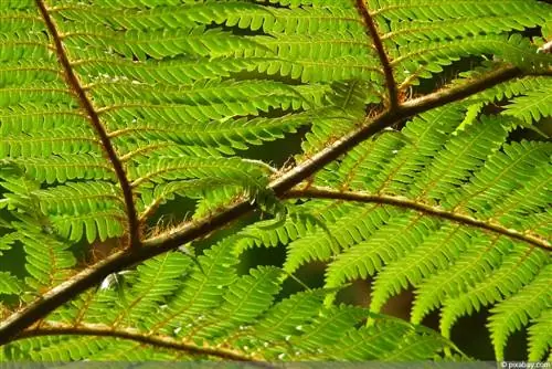 Fougère arborescente - Cyatheales