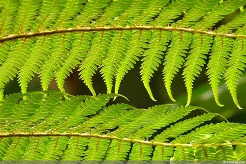 Prezimujoče drevesne praproti - Katere vrste Cyatheales so odporne?