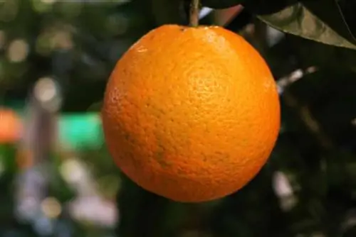 Overwintering sa isang orange tree - ngunit tama - Matibay ba ito?