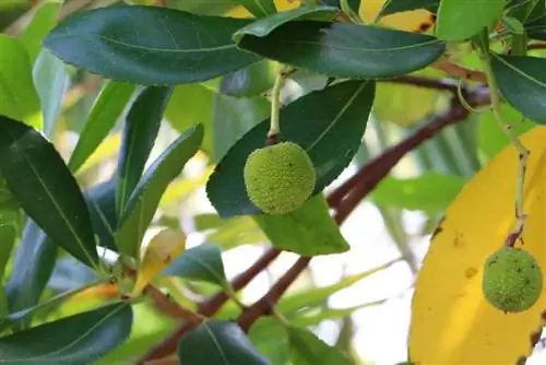 pema e luleshtrydhes perëndimore - Arbutus unedo