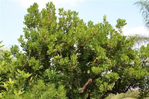 Είναι το Arbutus unedo ανθεκτικό; Χειμώνας φράουλα