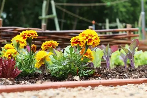 Marigold - Tagetes