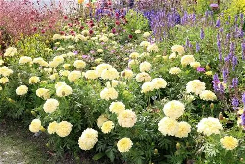 Kadife çiçeği - Tagetes