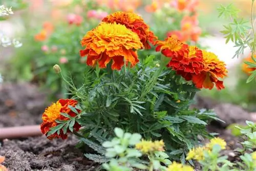 Marigold, marigolds - ዝርያዎች, መዝራት እና እንክብካቤ