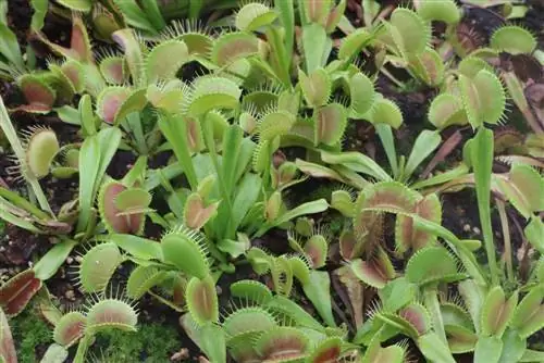 Venus flytrap