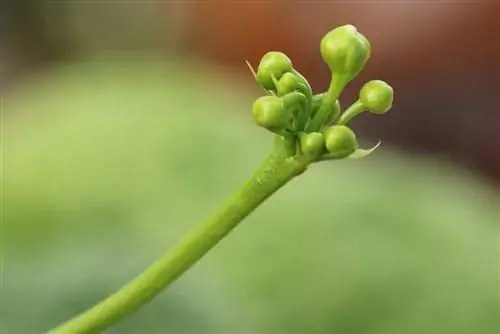 Armadilha de Vênus - Dionaea muscipula