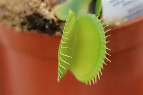 กาบหอยแครงวีนัส - Dionaea muscipula