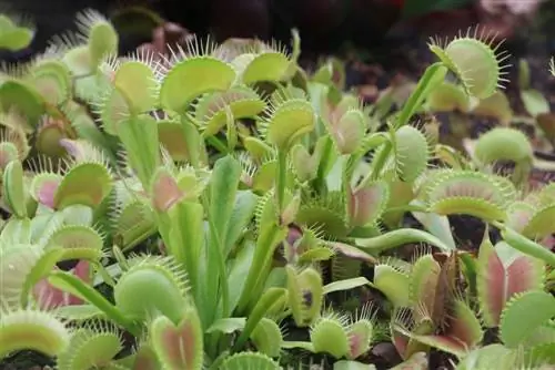 Veneros musių gaudyklė – Dionaea muscipula