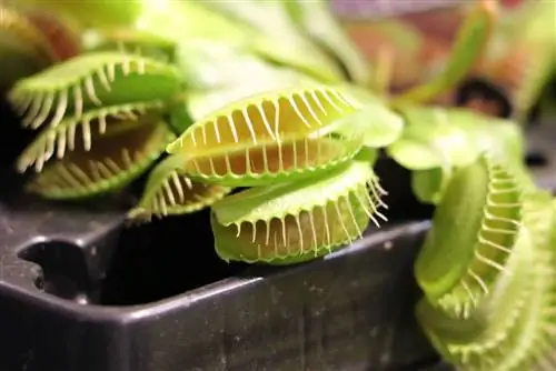 กาบหอยแครงวีนัส - Dionaea muscipula