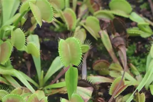 กาบหอยแครงวีนัส - Dionaea muscipula