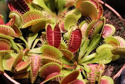 Venus Flytrap: Grunderna för skötsel, vattning och utfodring