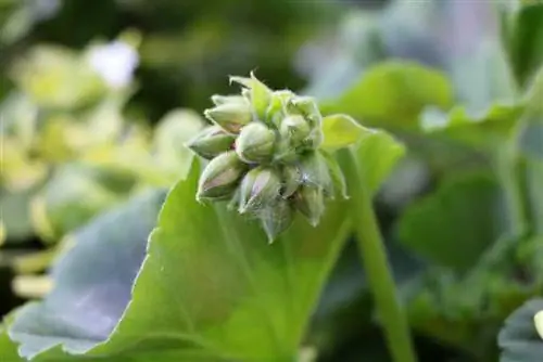 Үнэртэй Pelargonium Geranium Pelargonium