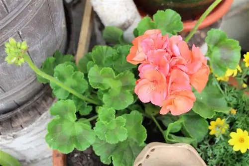 Kvapusis pelargoniumas pelargonijų pelargonis